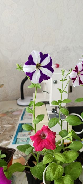 Продам петунии ампельные