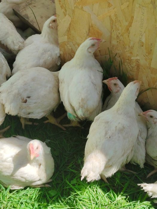 Продаём куры 90штук