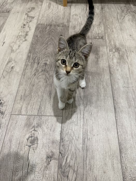 Отдам Котёнка в добрые руки