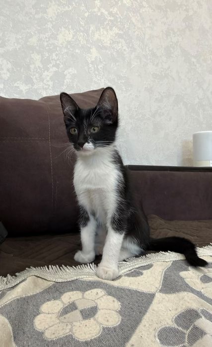 Отдам котенка в хорошие руки