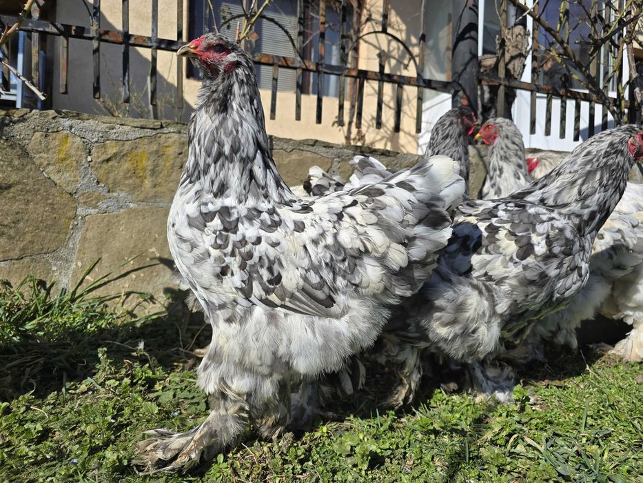 Продавам разплодни яйца от Сплаш Брама [Splash Brahma]