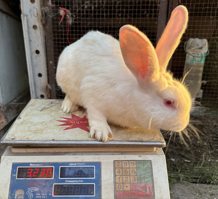 Крольчата, кролики