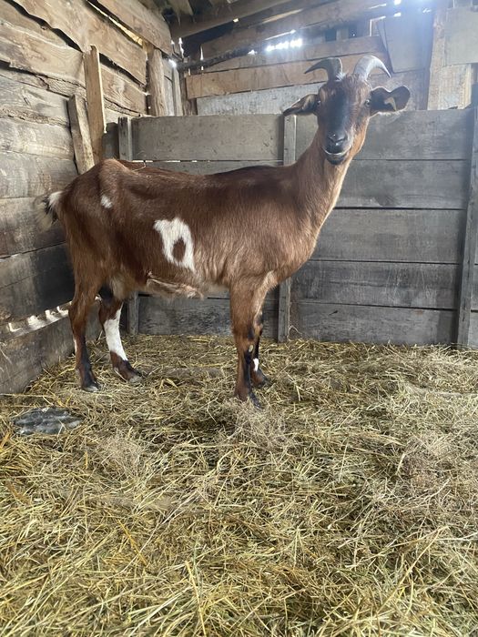 Disponibile capre de top