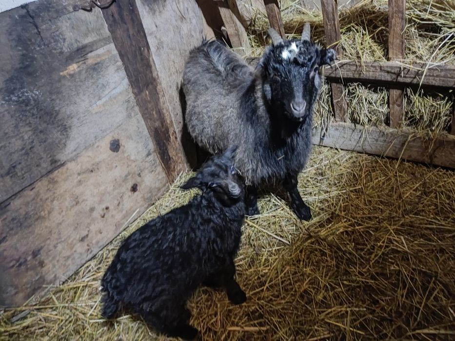 Каза с козлёнком