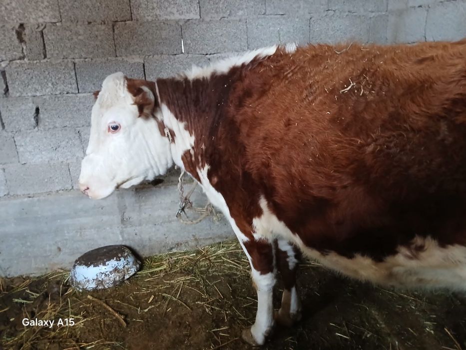 2 туған, 5 жасар, ұрғашы сиыр