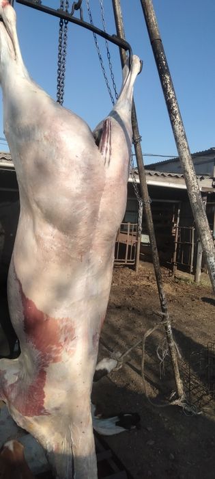 Продаём мясо конины