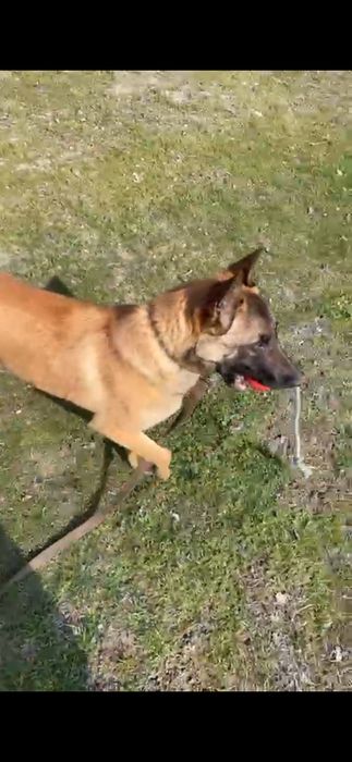 бельгийский овчарка Малинуа