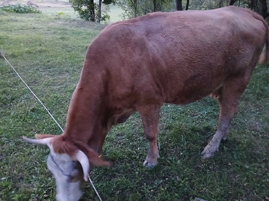Vaca de vanzare
