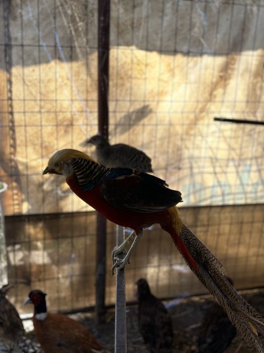 Pereche de fazani auriu pe roșu