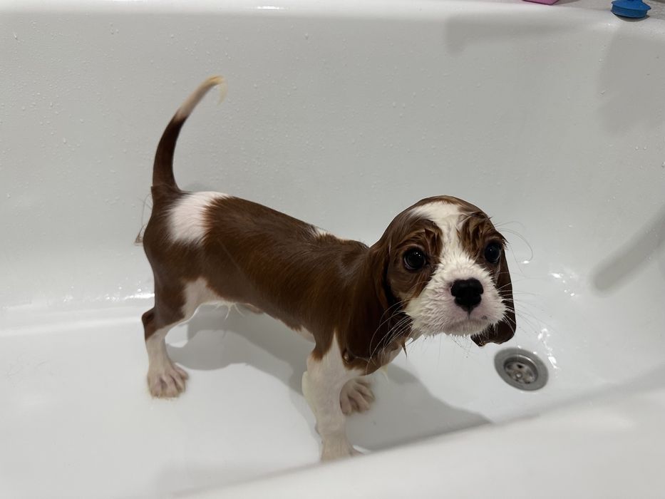 Продается щенок Кавалер Кинг Чарльз Спаниель