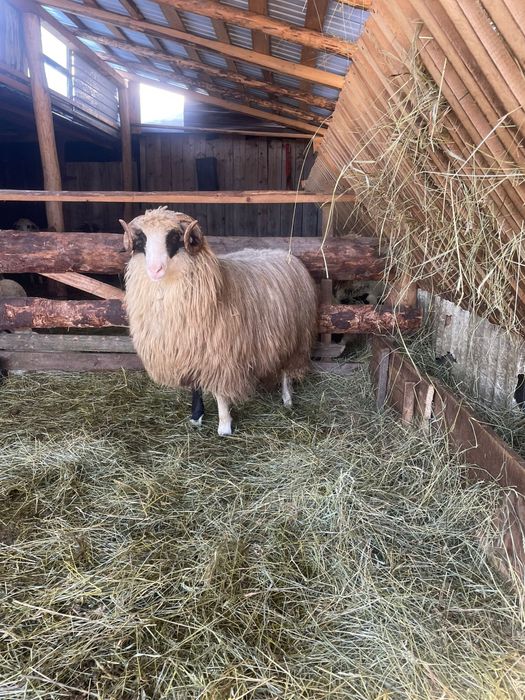 Vând noatin bun pentru ținut