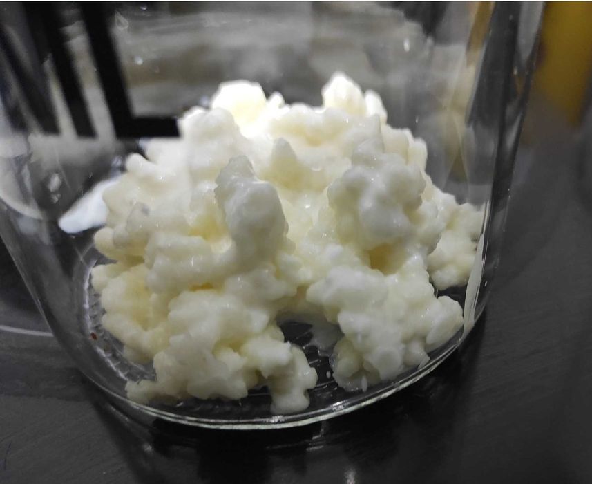 Granule de kefir de lapte, 20 gr