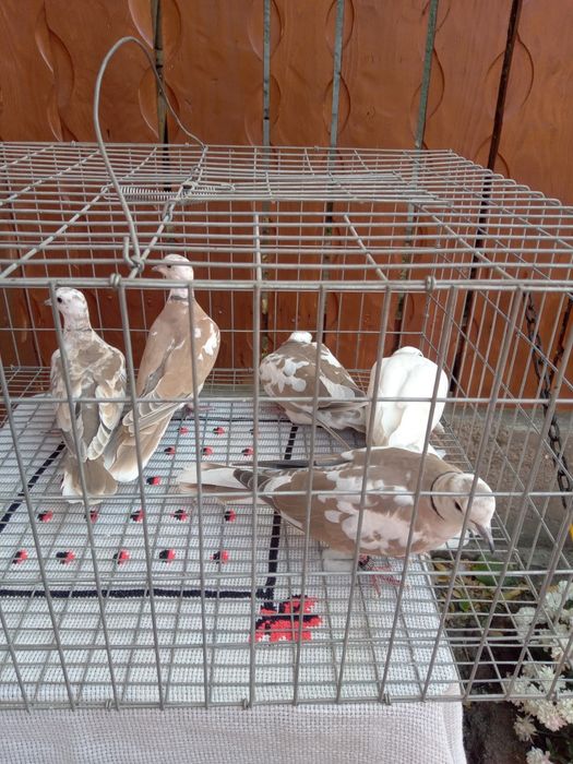 Turturele rozătoare de vînzare