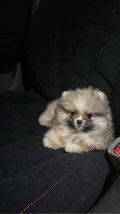 Продам щенка шпиц