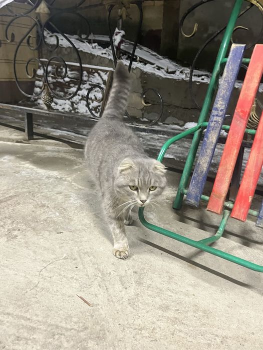 Скоттиш фолд 2 жас