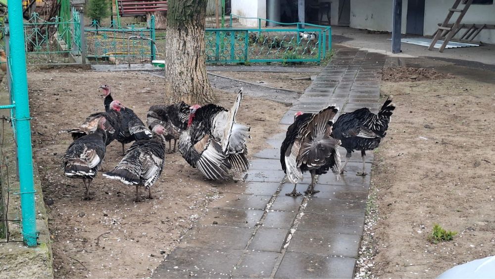 Индюки продаю домашние