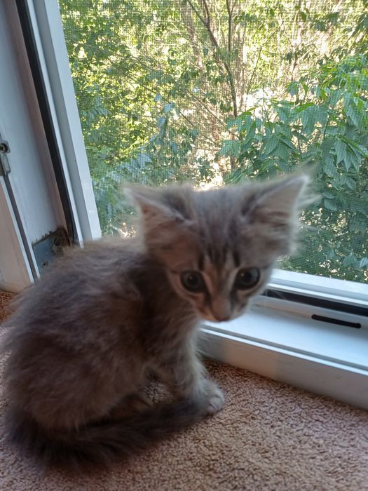 Пристраиваются котята