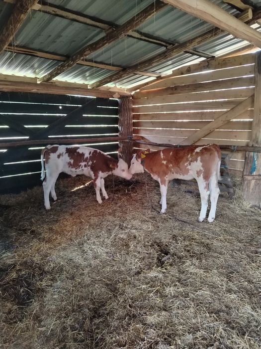 Vand 2 vitele de 3 luni din vaci de 25 de litri de lapte doar pentru  tinut