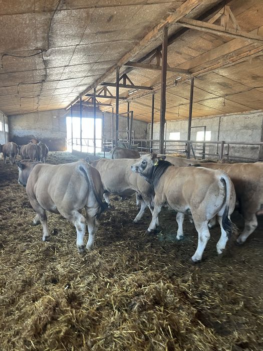 Vant tauri / vitei de carne  Aubrac