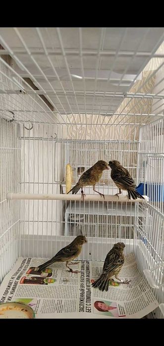 Канарейки певчие