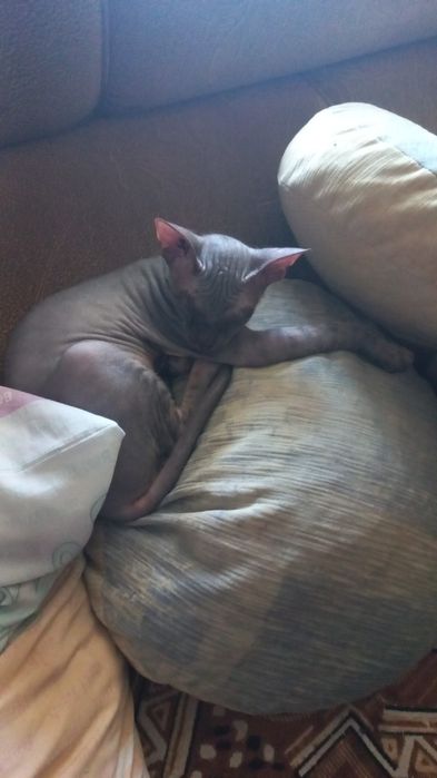 Котёнок девочка Донской сфинкс.
