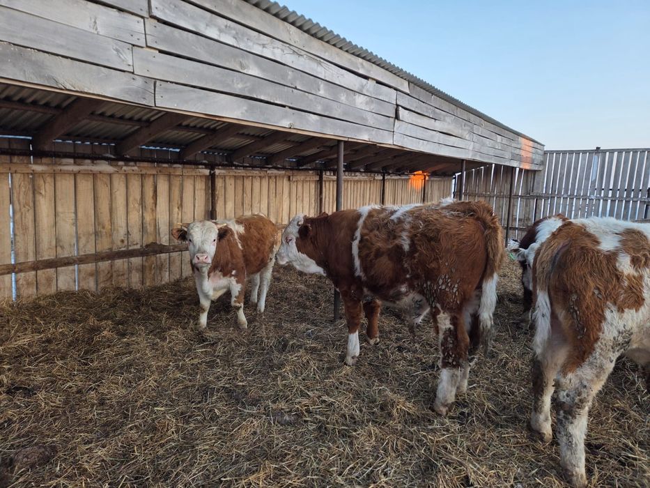 Продажа племенного скота