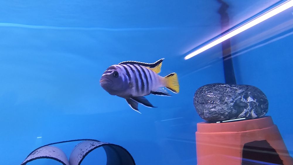 Рибки Африкански цихлиди