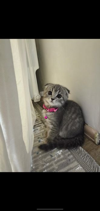 Продам вислоухая