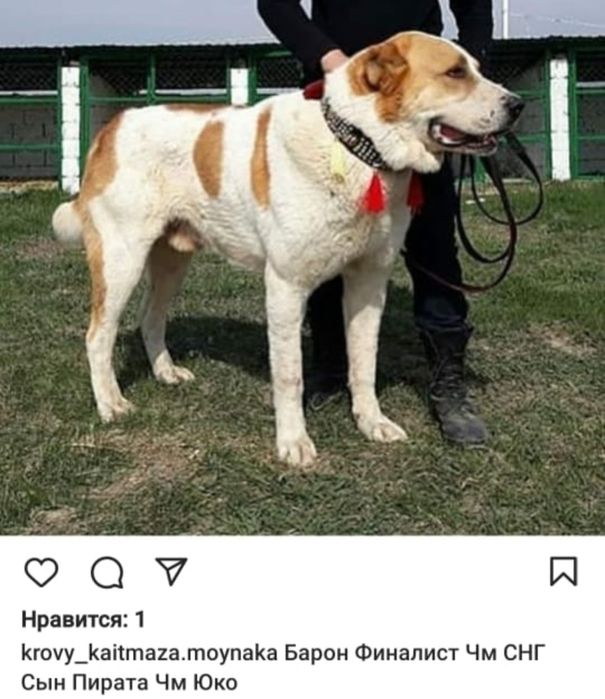 Алабай, САО, Собака