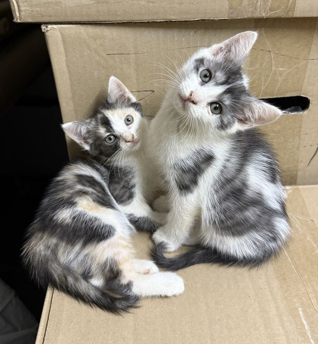 Котята в добрые руки. Трехцветные