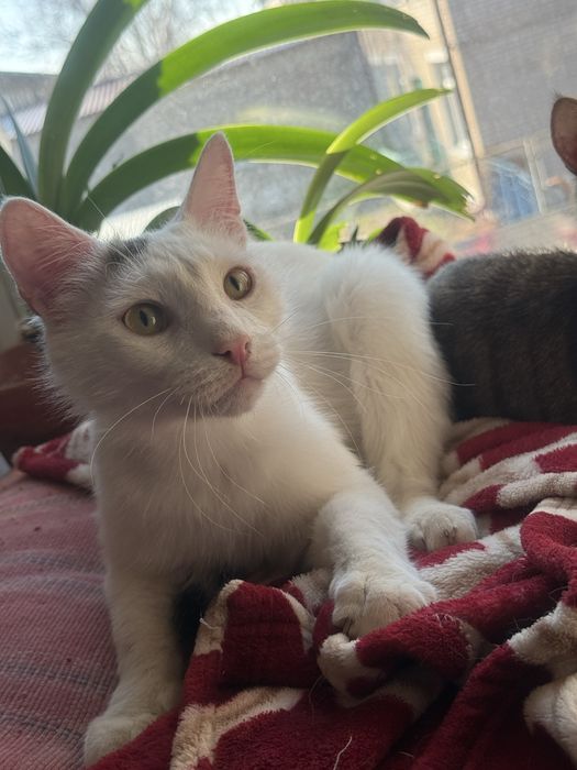 Отдам в добрые руки котиков