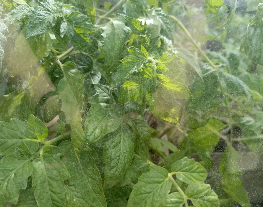 Продам помидоры, перец (рассаду)