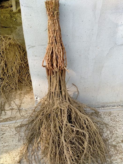 Vând butasi vita de vie