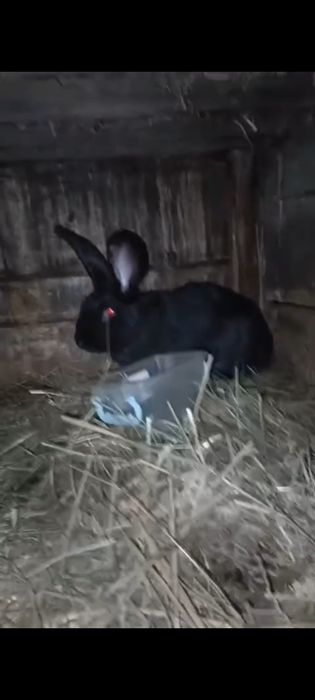 Vând iepuri de vânzare