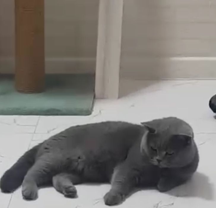 Взяка кота с родословной, привит опытны