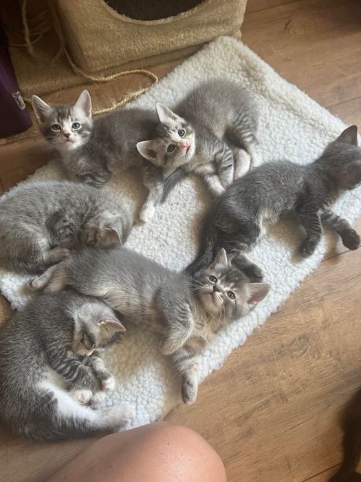 Котенца Британки