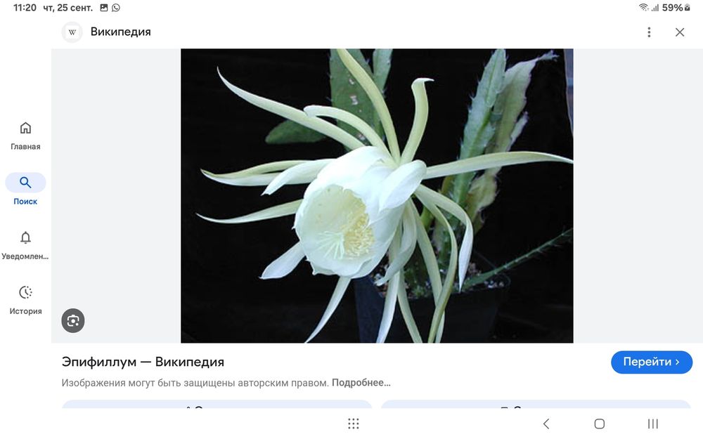 Продам  цветок "эпифиллум".