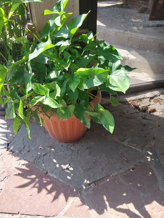 Комнатные растения Крупномеры лимон,монстера