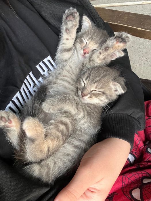 Котята вислоухие ласковые