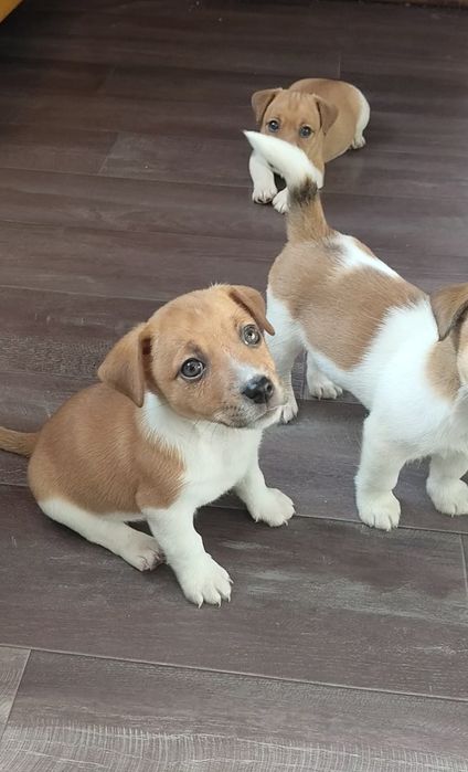 Джек Рассел готовы к переезду