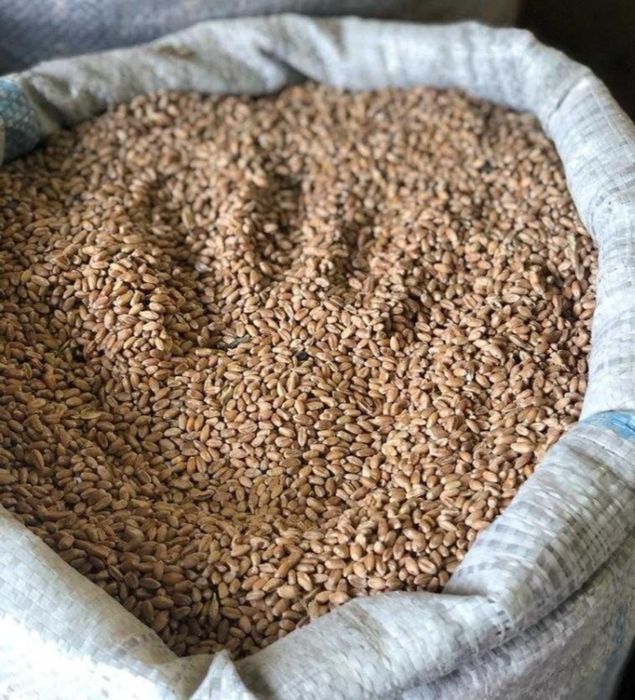 Пшеница 4 класса