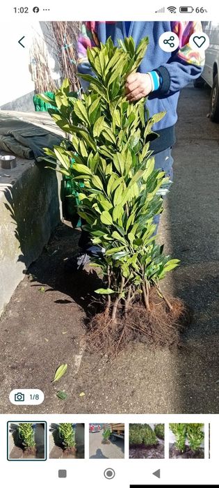 Vând laur englezesc 90-100 cm. 15 lei bucata