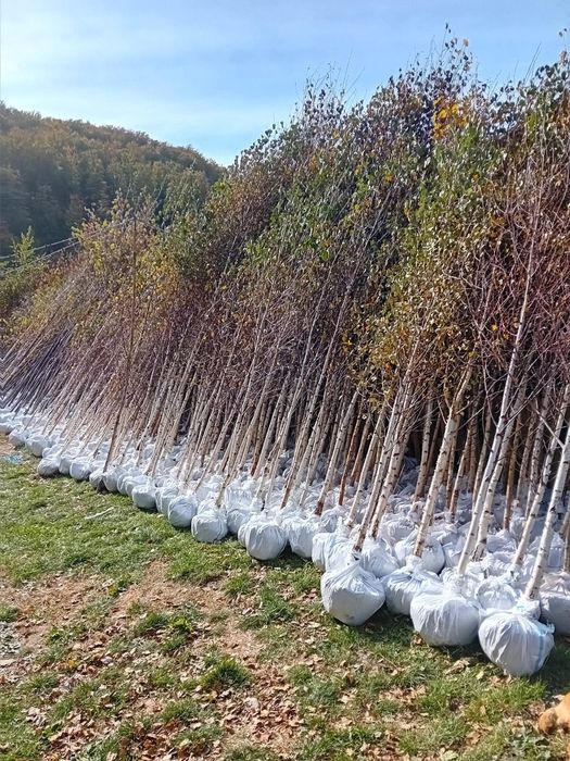 Vând mesteacăn alb ornamental diferite dimensiuni