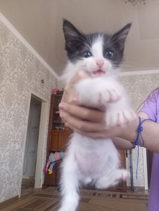 Отдам котят в добрые руки