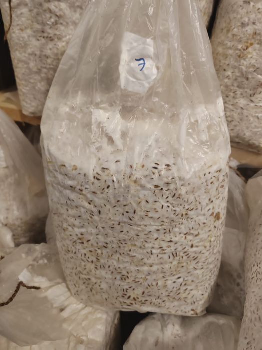 Мицелиций вешенки