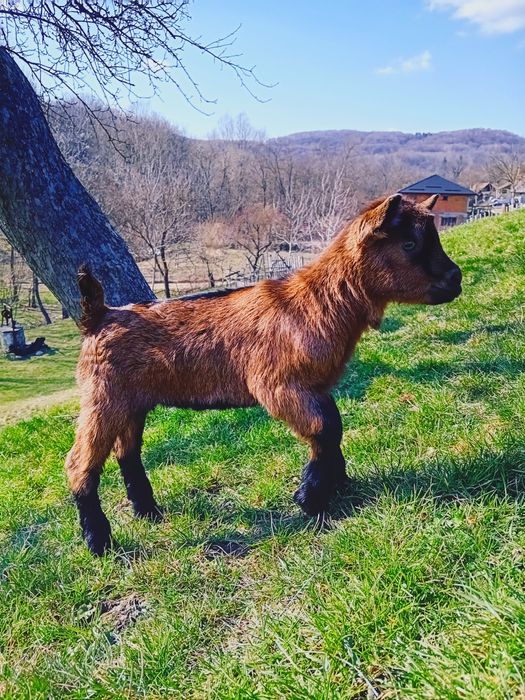 Vând țapisor alpina franceza