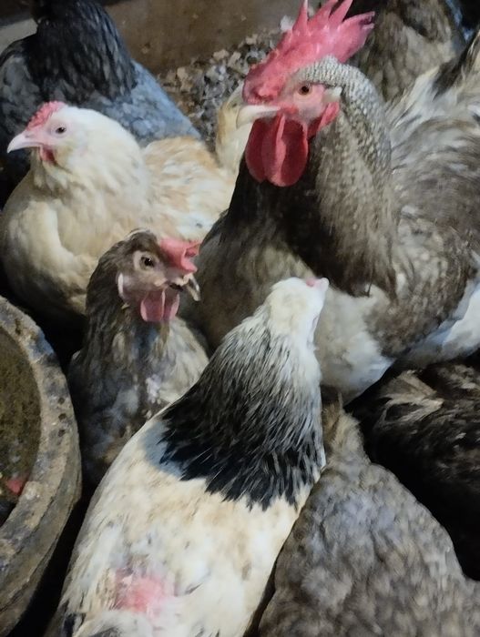 Ouă pentru incubație