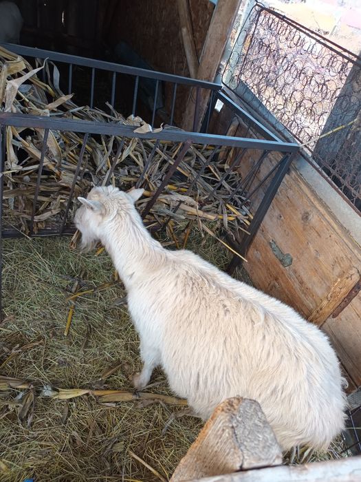 Capre/iedițe de vanzare