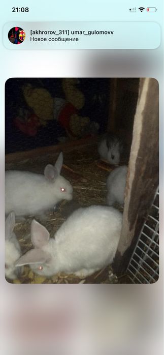 Quyon bolalari sotiladi