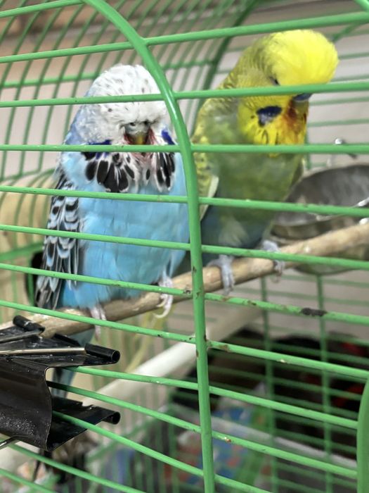 Семейка попугаем Чехи
